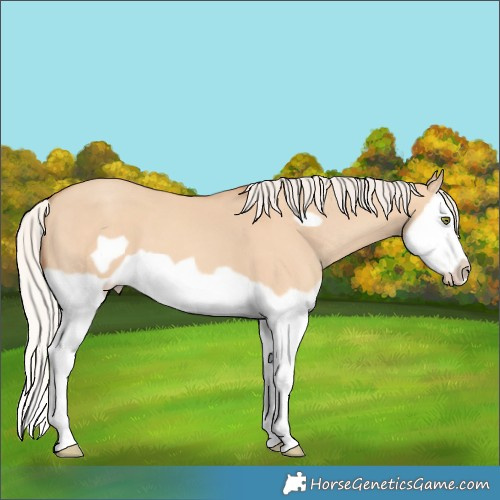 Horse Color:Silver Classic Champagne Dun Splash Frame 