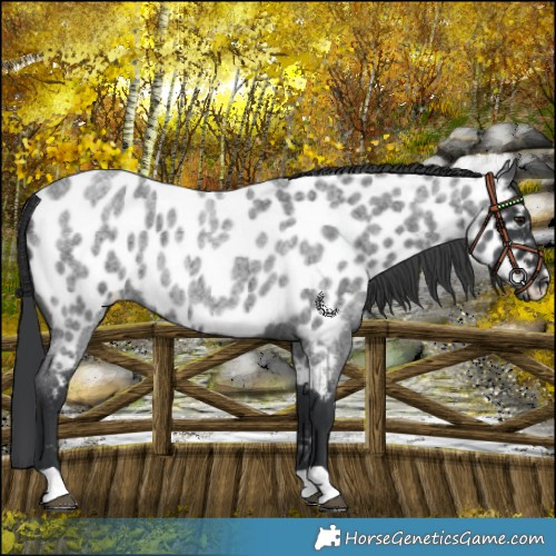 Horse Color:Blue Roan Near Leopard Rabicano 