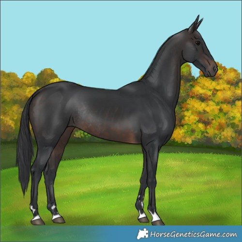Horse Color:Brown Rabicano 