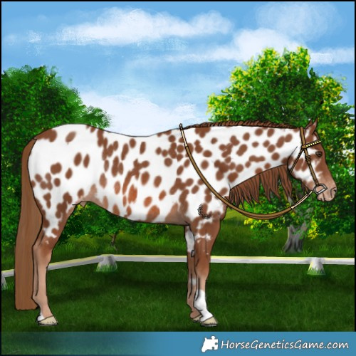 Horse Color:Chestnut Appaloosa Rabicano 