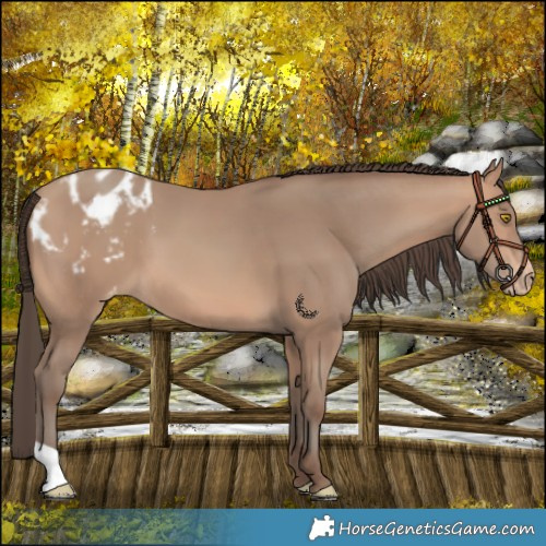 Horse Color:Amber Champagne Blanket