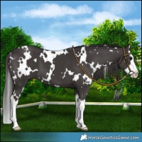 Horse Color:White Spotted Smoky Black Splash 