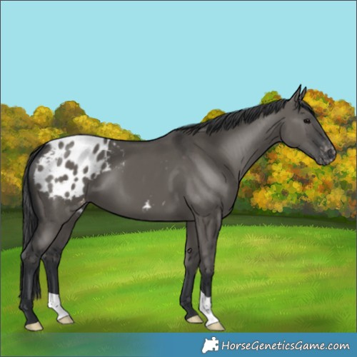 Horse Color:Grullo Appaloosa 