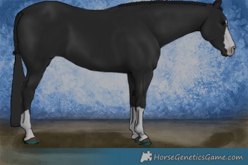 Horse Color:Black 