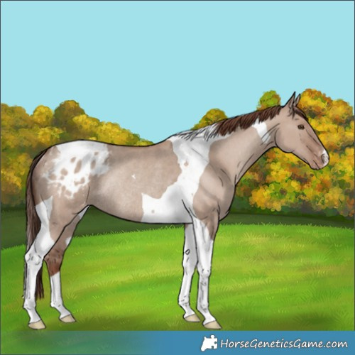 Horse Color:Classic Champagne Dun Tobiano Appaloosa Rabicano