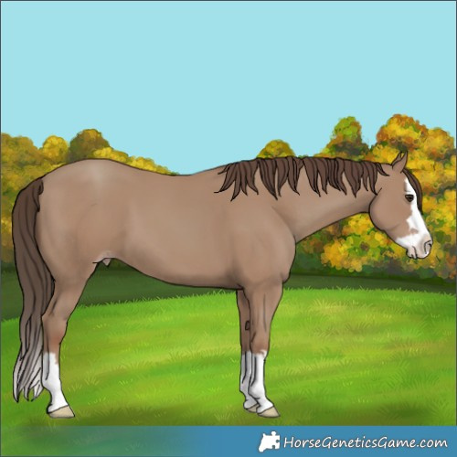 Horse Color:Classic Champagne Splash 