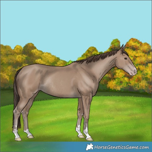 Horse Color:Classic Champagne Rabicano 
