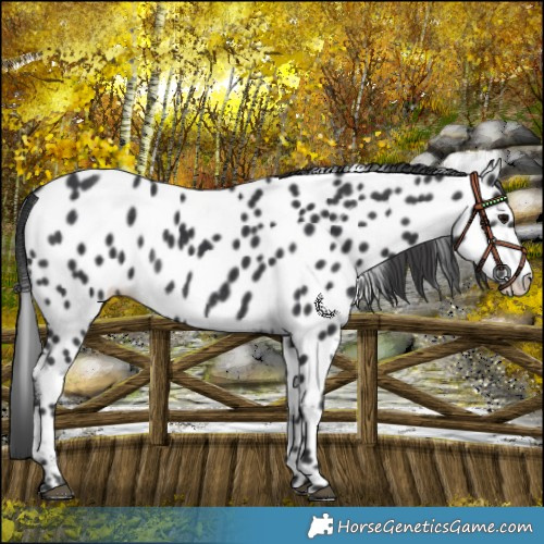 Horse Color:Black Near Leopard Rabicano