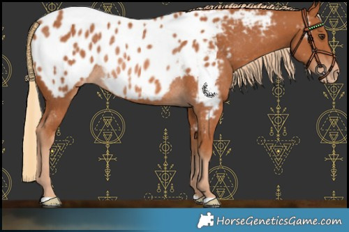 Horse Color:Chestnut Near Leopard Rabicano