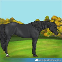 Horse Color:Black 