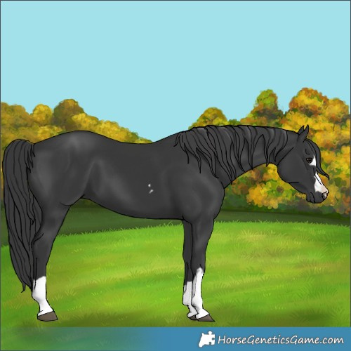 Horse Color:Black 