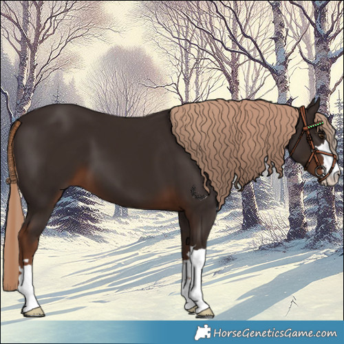 Horse Color:Liver Chestnut 