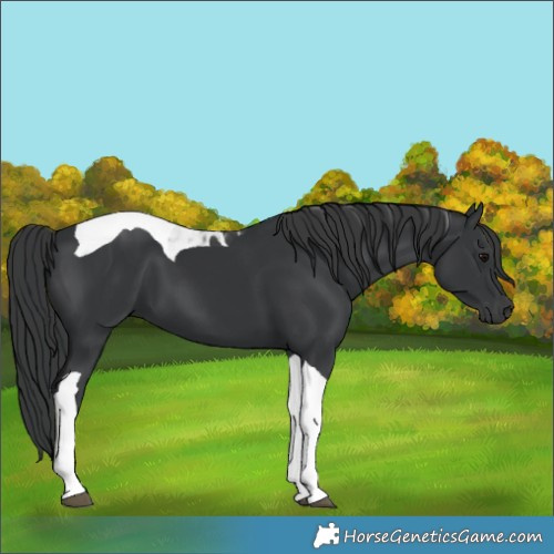 Horse Color:Black Tobiano 