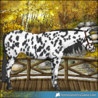 Horse Color:Black Near Leopard Rabicano