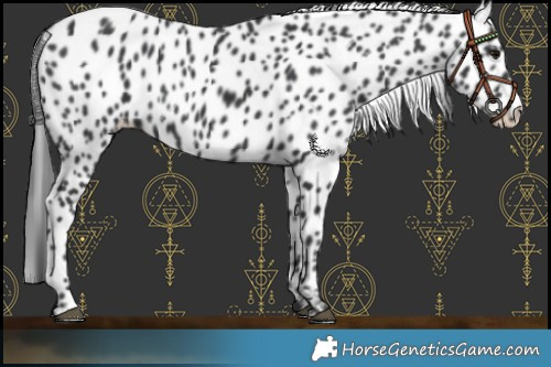 Horse Color:Black Leopard Rabicano 