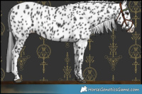 Horse Color:Black Leopard Rabicano
