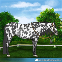 Horse Color:Black Near Leopard Rabicano 
