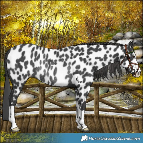 Horse Color:Black Near Leopard Rabicano