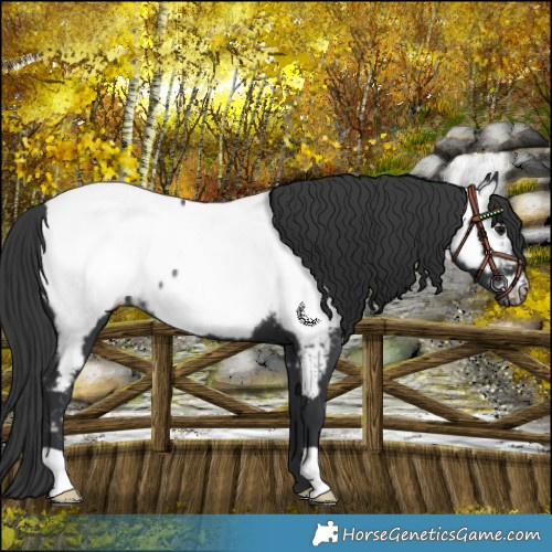 Horse Color:Black Appaloosa Rabicano 