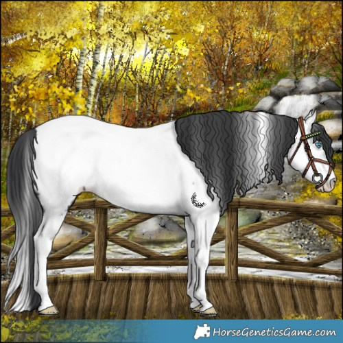 Horse Color:Black Splash Appaloosa