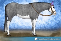 Horse Color:Blue Roan Splash 