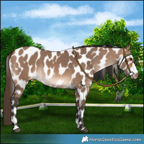 Horse Color:Brown Dun Appaloosa 