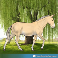 Horse Color:Palomino Dun Splash 