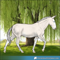 Horse Color:Cremello Dun Splash