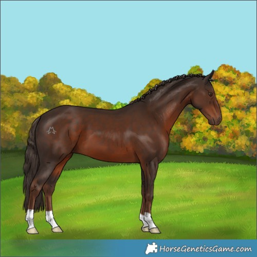Horse Color:Liver Chestnut