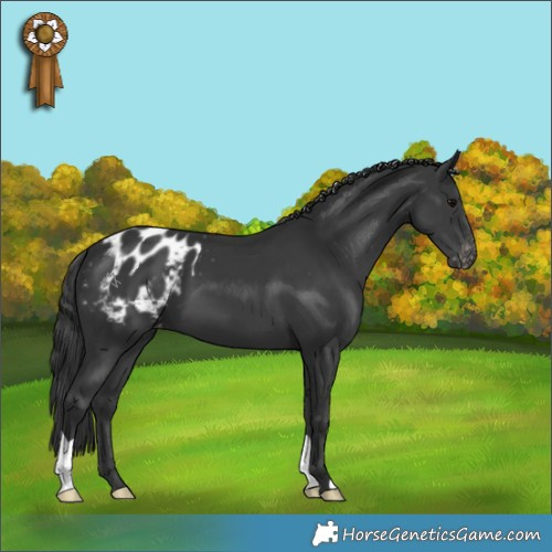 Horse Color:Black Appaloosa 