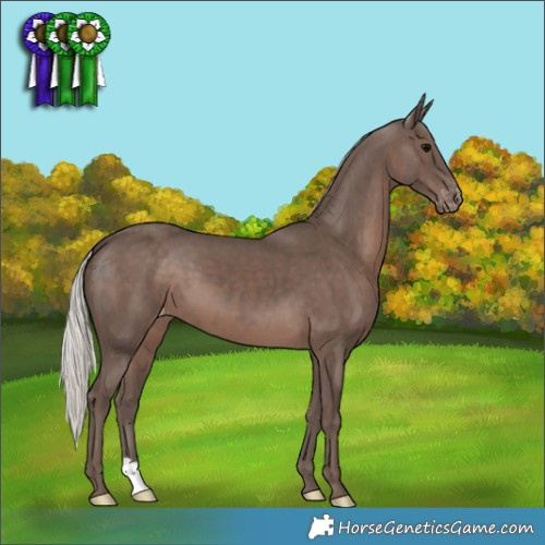 Horse Color:Silver Black Appaloosa