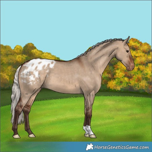 Horse Color:Silver Brown Dun Appaloosa