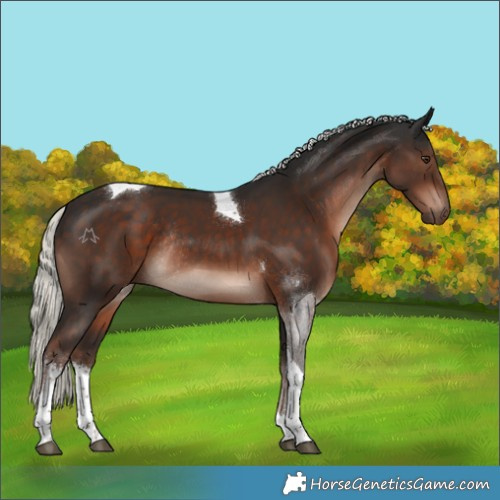 Horse Color:White Spotted Liver Chestnut Mushroom Tobiano Rabicano