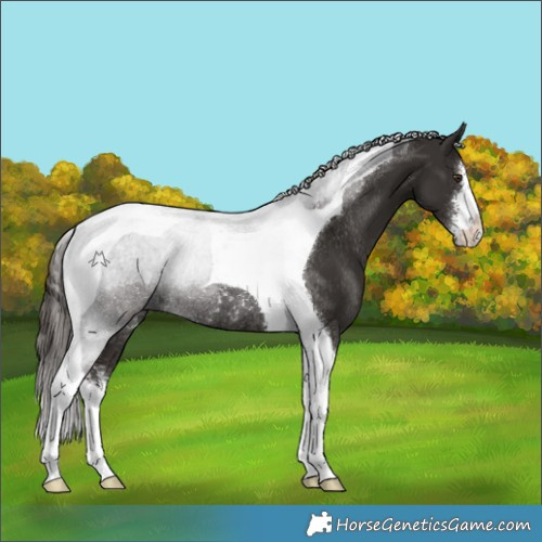 Horse Color:White Spotted Liver Chestnut Tobiano Rabicano 