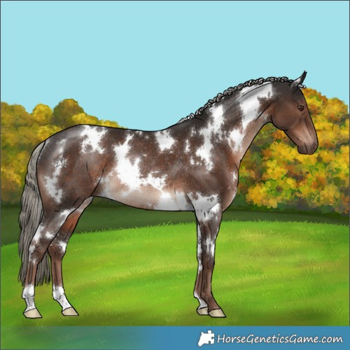 Horse Color:White Spotted Liver Chestnut Mushroom Rabicano 