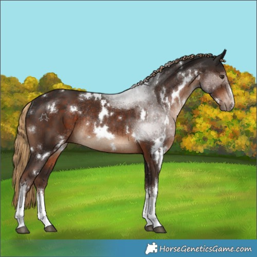 Horse Color:White Spotted Liver Chestnut Rabicano 