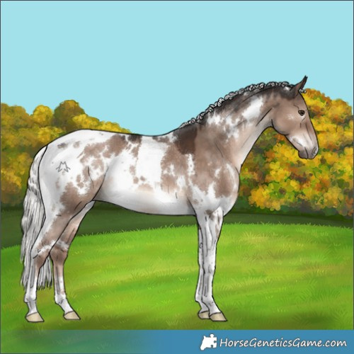 Horse Color:White Spotted Liver Red Dun Mushroom Tobiano Rabicano 