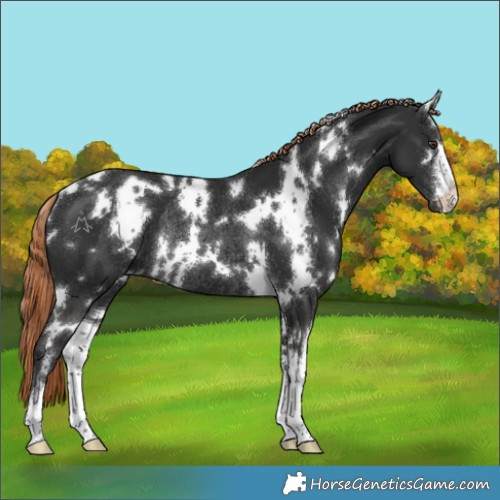 Horse Color:White Spotted Liver Chestnut Rabicano