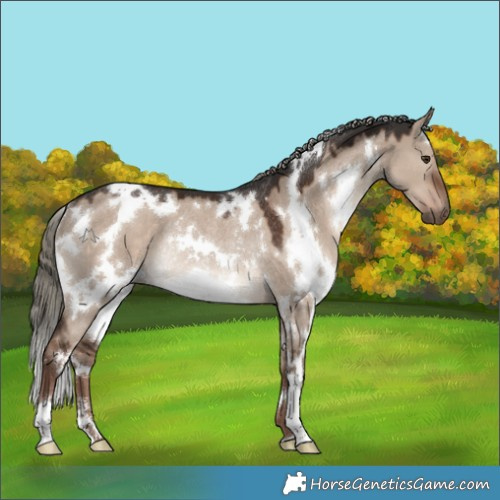 Horse Color:White Spotted Liver Red Dun Mushroom Rabicano