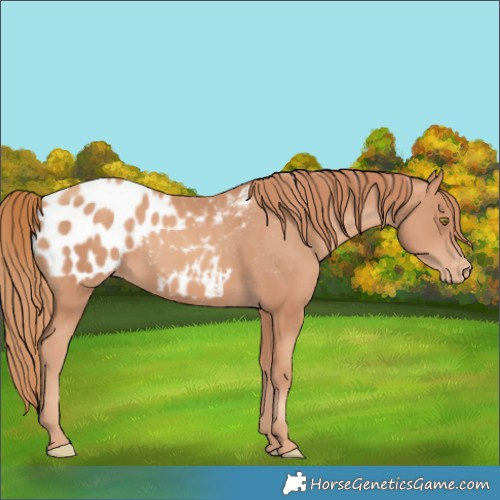Horse Color:Gold Champagne Appaloosa 