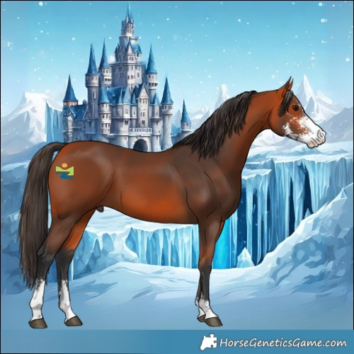 Horse Color:Bay Sabino 