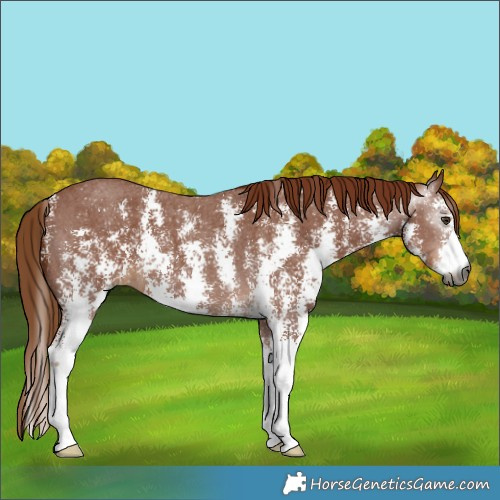 Horse Color:Gray Chestnut Sabino