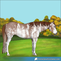Horse Color:Gray Chestnut Sabino