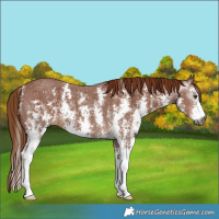 Horse Color:Gray Chestnut Sabino