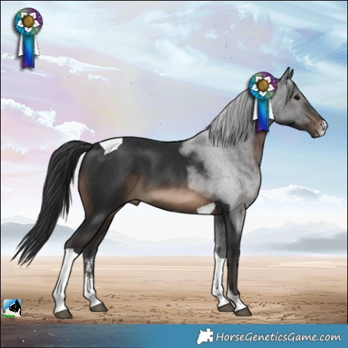 Horse Color:Brown Sabino Tobiano