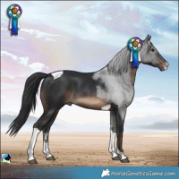 Horse Color:Brown Sabino Tobiano 