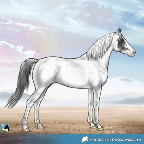Horse Color:White Spotted Black