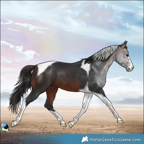 Horse Color:Bay Tobiano