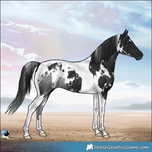 Horse Color:Gray White Spotted Black Tobiano 