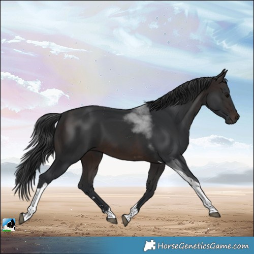 Horse Color:Brown Tobiano 